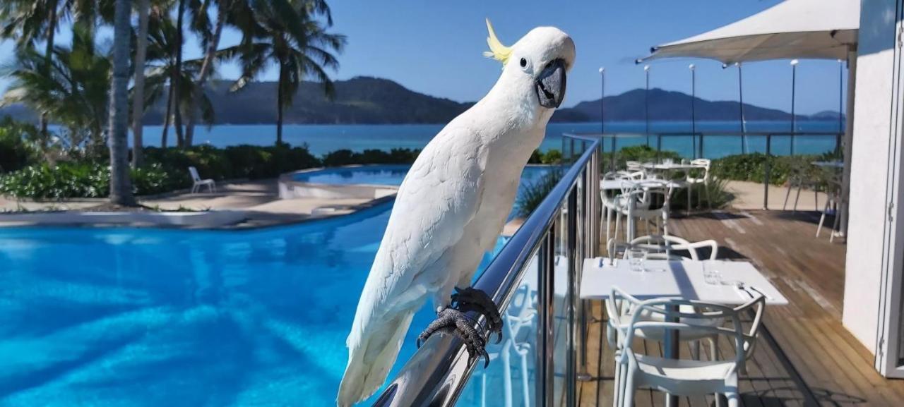 Casuarina Cove 13 On Hamilton Island By Hamorent Eksteriør billede